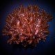 CLADIELLA HALVERSONI L