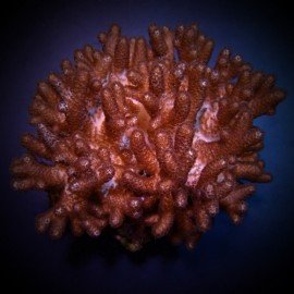 CLADIELLA HALVERSONI L