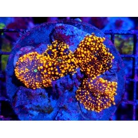 GOTZILLA RICORDEA YUMA PIEZA XL 