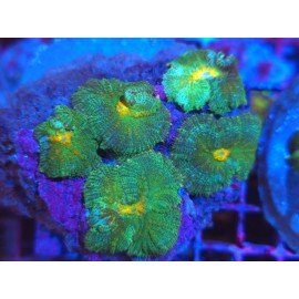 GREEN GOBLIN RHODACTHIS PIEZA XL