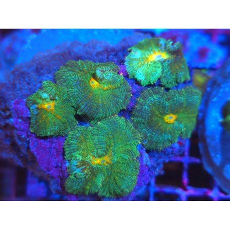 GREEN GOBLIN RHODACTHIS PIEZA XL