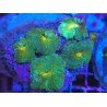 GREEN GOBLIN RHODACTHIS PIEZA XL