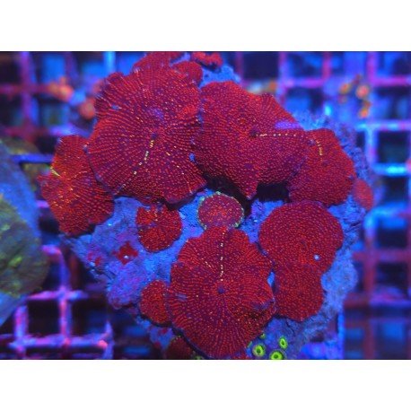 RED INTERESTELLAR DISCOSOMA PIEZA XL 