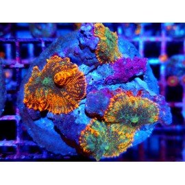 RHODACTHIS FOREST FIRE PIEZA XL 