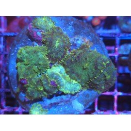 RHODACTHIS GREEN PIEZA XL 