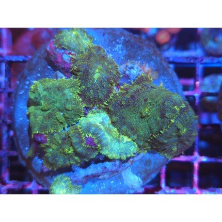 RHODACTHIS GREEN PIEZA XL 