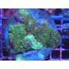 RHODACTHIS GREEN PIEZA XL 
