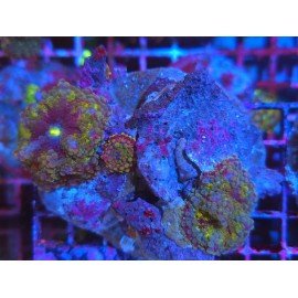 RICORDEA YUMA RAINBOW PIEZA XL 