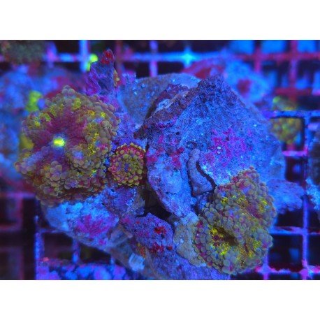 RICORDEA YUMA RAINBOW PIEZA XL 