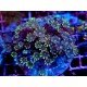 CLAVULARIA PAPAYA RAINBOW GRADE