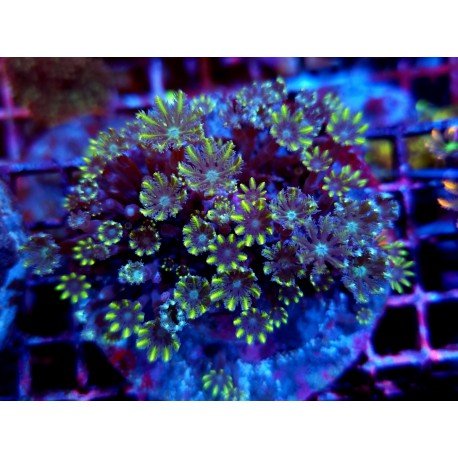 CLAVULARIA PAPAYA RAINBOW GRADE