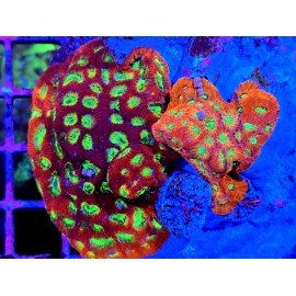 LEMON AND LIME & DAY GLOW FAVITES XL 