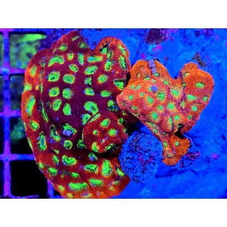 LEMON AND LIME & DAY GLOW FAVITES XL 