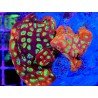 LEMON AND LIME & DAY GLOW FAVITES XL 