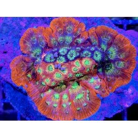 DAY GLOW GRAFTED XL 