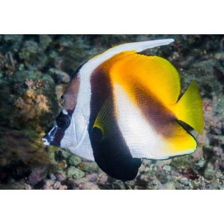 HENIOCHUS MONOCEROS