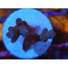ECHINATA ICE FIRE