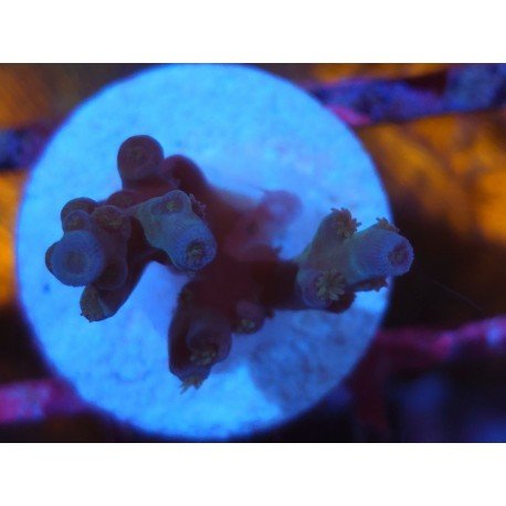 ECHINATA ICE FIRE