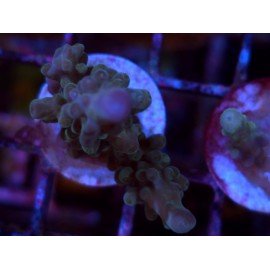 GRANULOSA BLUE JAWDROPER