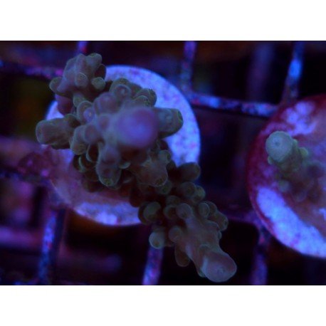 GRANULOSA BLUE JAWDROPER