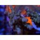 GRANULOSA BLUE JAWDROPER