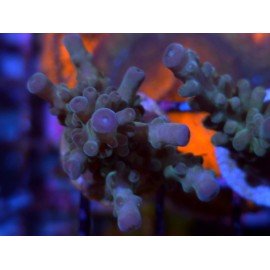GRANULOSA BLUE JAWDROPER