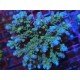 GRANULOSA BLUE JAWDROPER