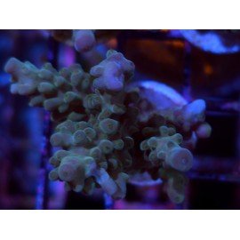 GRANULOSA BLUE JAWDROPER