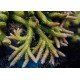 ROBUSTA GREEN GOBLING