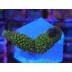 ROBUSTA GREEN GOBLING