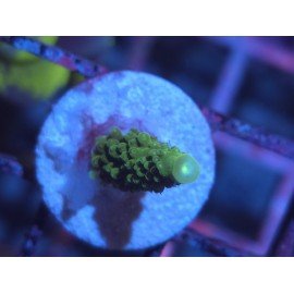 ACROPORA SECALE JOKER