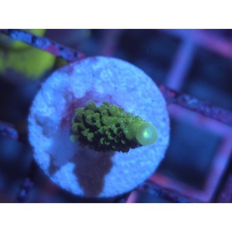 ACROPORA SECALE JOKER