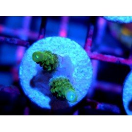ACROPORA SECALE JOKER