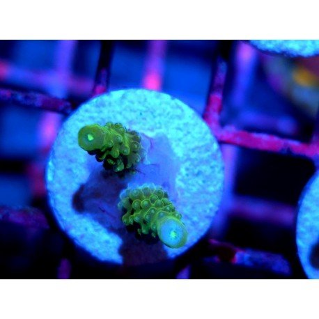 ACROPORA SECALE JOKER