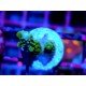 ACROPORA SECALE JOKER