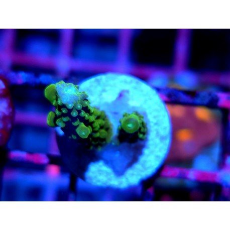 ACROPORA SECALE JOKER
