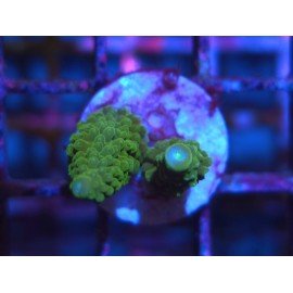 ACROPORA SECALE JOKER