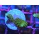 ACROPORA SECALE JOKER