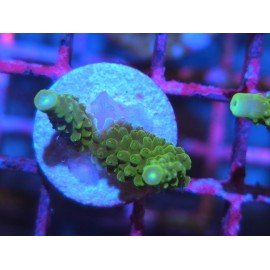 ACROPORA SECALE JOKER