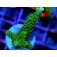 ACROPORA SECALE JOKER