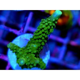ACROPORA SECALE JOKER