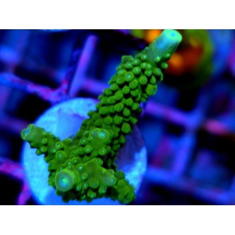 ACROPORA SECALE JOKER