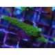 ACROPORA SECALE JOKER