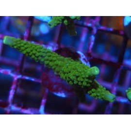 ACROPORA SECALE JOKER