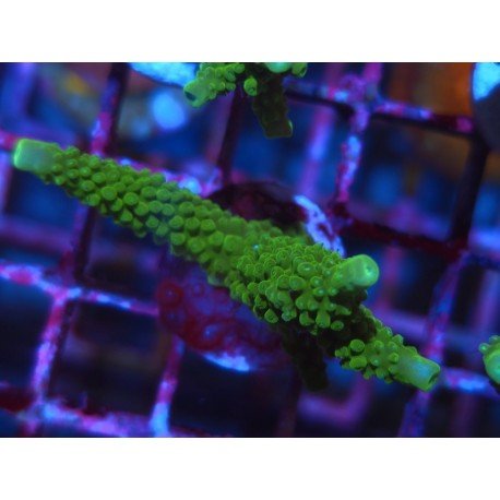 ACROPORA SECALE JOKER