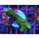 ACROPORA SECALE JOKER