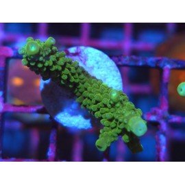 ACROPORA SECALE JOKER