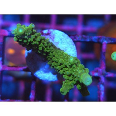 ACROPORA SECALE JOKER