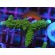 ACROPORA SECALE JOKER