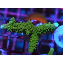 ACROPORA SECALE JOKER